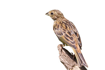 Goldammer auf Ast, freigestellt vor weissen Hintergrund