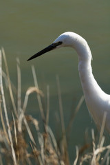 portrait d'aigrette garzette