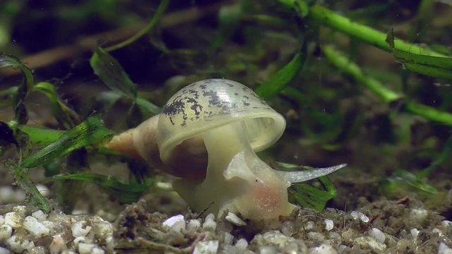 Wasserschnecke, Spitzschlammschnecke&nbsp;(Lymnaea stagnalis)