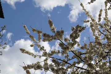 first spring flowers