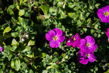 Purple Rock Cress Flowers in Bloom in Winter