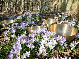 Three singing bowl with purple flowers in the background.