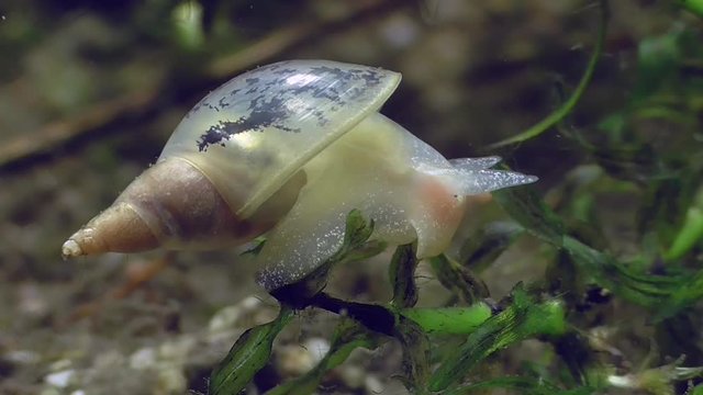 Wasserschnecke, Spitzschlammschnecke&nbsp;(Lymnaea stagnalis)