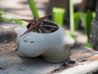 Beautiful cactus in pot.