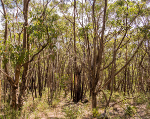 Obraz premium Previously burnt trees in bushland now recovered at Mount Lofty, Claland, South Australia