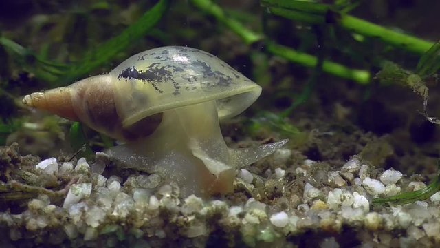 Wasserschnecke, Spitzschlammschnecke&nbsp;(Lymnaea stagnalis)