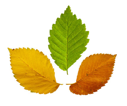 Colorful leaves isolated on white background.