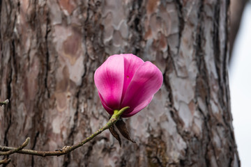 Spregner's Magnolia Flower in Bloom in Winter