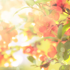Fantastic spring or summer natural pink background with blooming Japanese quince, place for text, blurred coral toned image with bokeh