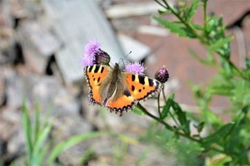 butterfly