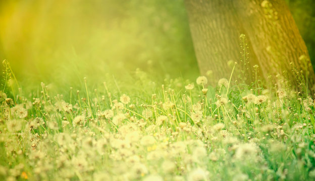 Bright spring natural background with blooming fluffy dandelions, outside nature, soft focus, partially blurred toned image with bokeh