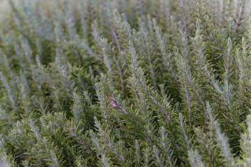 Fototapeta premium Vista en primer plano de una planta de romero (Rosmarinus Officinalis)