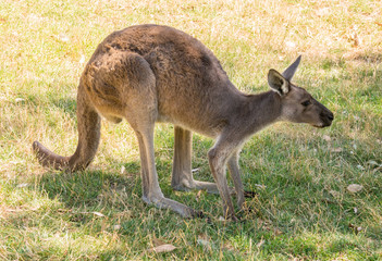 Australian Kangaroo at Cleland conservation park, Adelaid Hills, South Australia