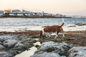 Brown and white basset hound puppy sniffing on the beach. Cute sausage dog tracking hunting