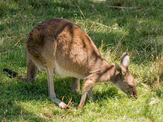 Australian Kangaroo at Cleland conservation park, Adelaid Hills, South Australia