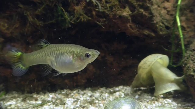 Endlers Guppy (Poecilia wingei)
