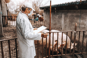 Mature veterinarian in white coat holding clipboard and checking health of pigs in cote. Country exterior.