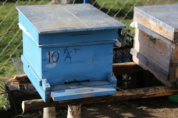 honey bee hives 