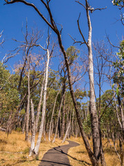Previously burnt trees in bushland now recovered at Mount Lofty, Claland, South Australia