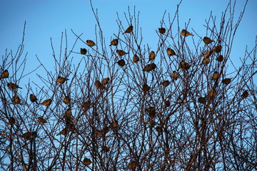 A flock of sparrows sits on top of a tree. Sparrows are waiting for spring.