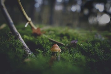 mushrooms