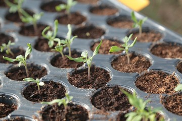 vegetable seedlings planted in the soil