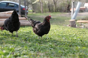 organic village chickens.artvin savat 