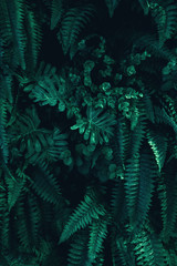 Fototapeta premium Beautiful nature background of vertical garden with tropical green leaf