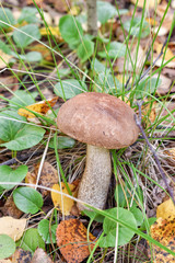 Fresh boletus in green grass at forest in autumn