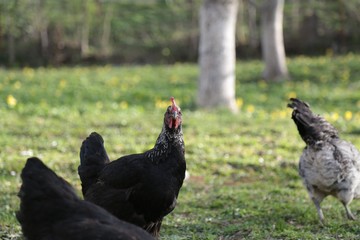 organic village chickens.artvin savat 