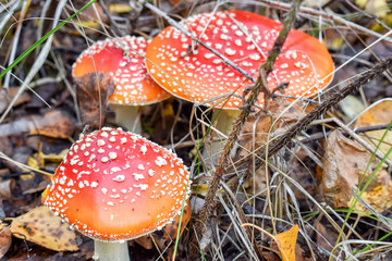 Fly agaric in grass with stem with needles in forest in autumn