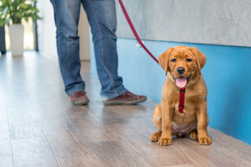 Labrador puppy with his owner on a leash at the reception of a modern veterinary practice