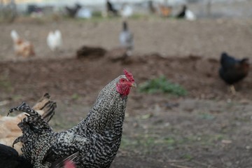 organic village chickens.artvin savat 
