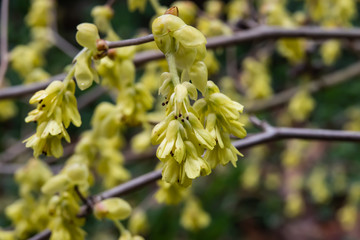 Winter Hazel Flowers in Bloom in Winter