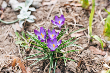 The spring flowers are saffron crocus purple. Spring flower saffron grows in the mountains. Top view
