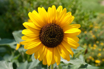 Helianthus annum, Sunflower