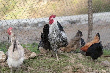 organic village chickens.artvin savat 