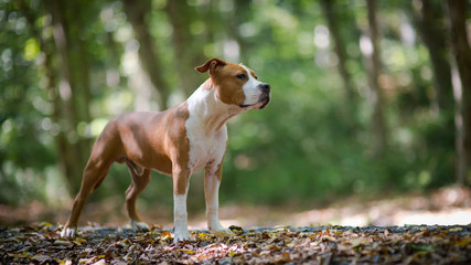 American Staffordshire Terrier puppy playing in forest.