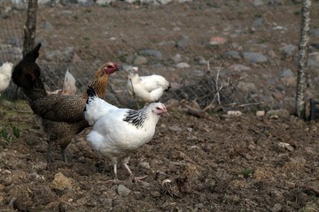 organic village chickens.artvin savat 