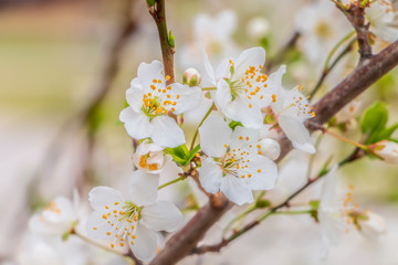 The beginning of the spring in the city