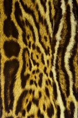 jaguar fur background