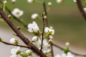 The beginning of the spring in the city