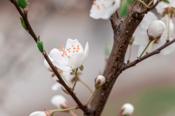 The beginning of the spring in the city