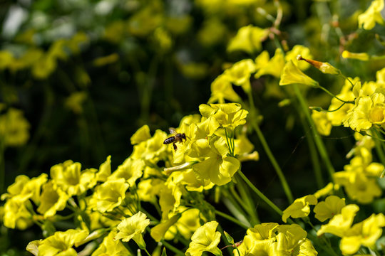 yellow sourgrass meadow, Oxalis pes-caprae