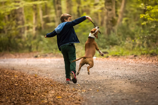 American Staffordshire Terrier puppy playing in forest with a child