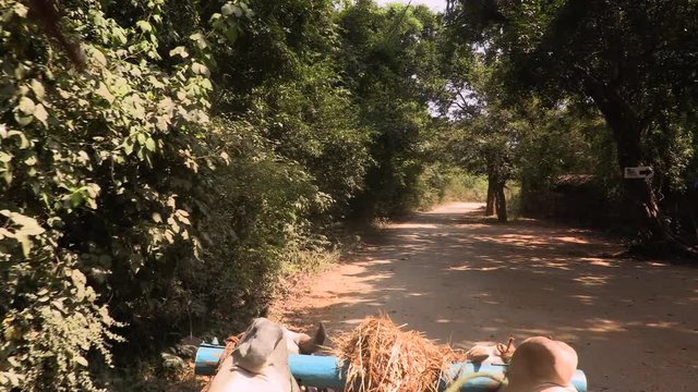 Buffalo wooden cart ride