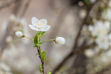 The beginning of the spring in the city