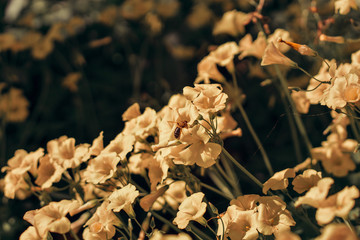 yellow sourgrass meadow, Oxalis pes-caprae