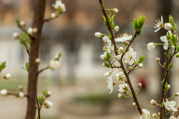 The beginning of the spring in the city