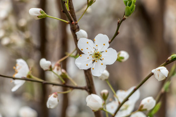 The beginning of the spring in the city